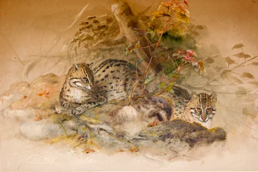 Wagati-Katze, 1851-69